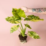alocasia-gageana-variegata-planta