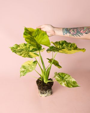 alocasia-gageana-variegata-planta