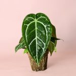 Anthurium Crystallinum M