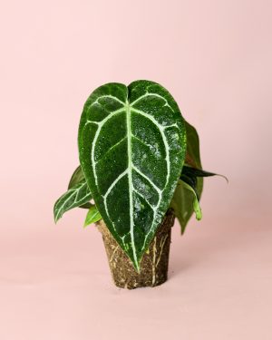 Anthurium Crystallinum M