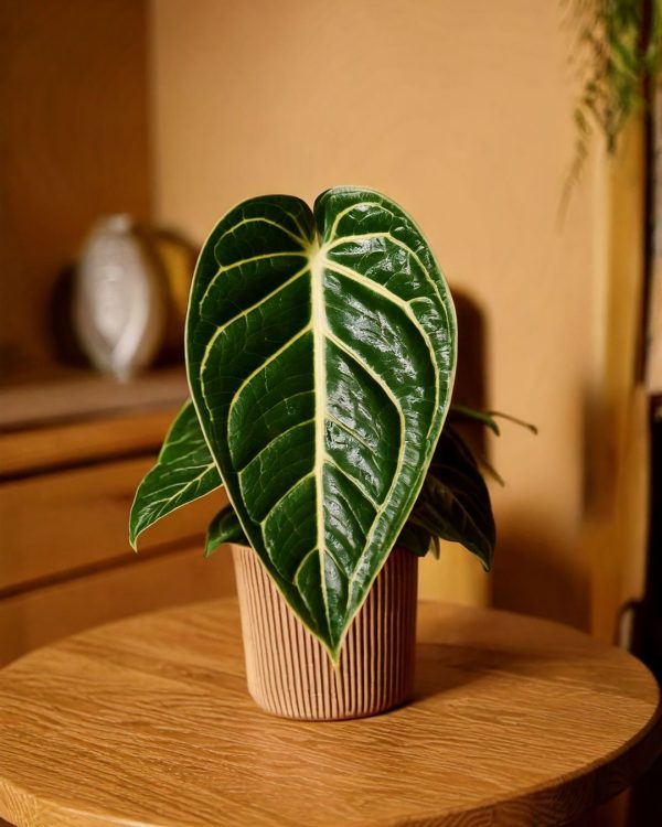 anthurium crystallinum contexto