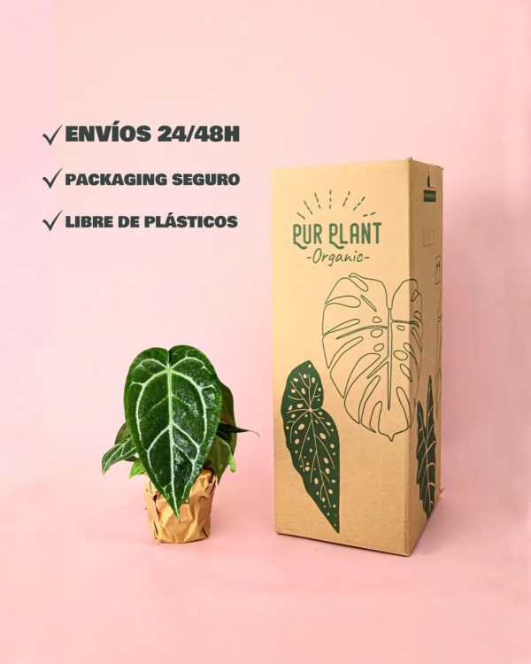 anthurium crystallinum envios