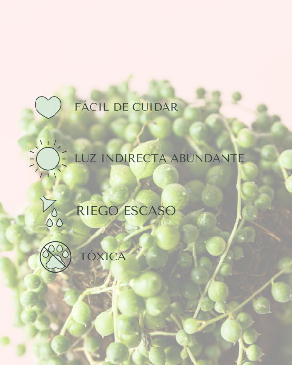 cuidados-senecio rowleyanus