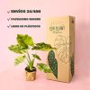 envios alocasia gageana variegata