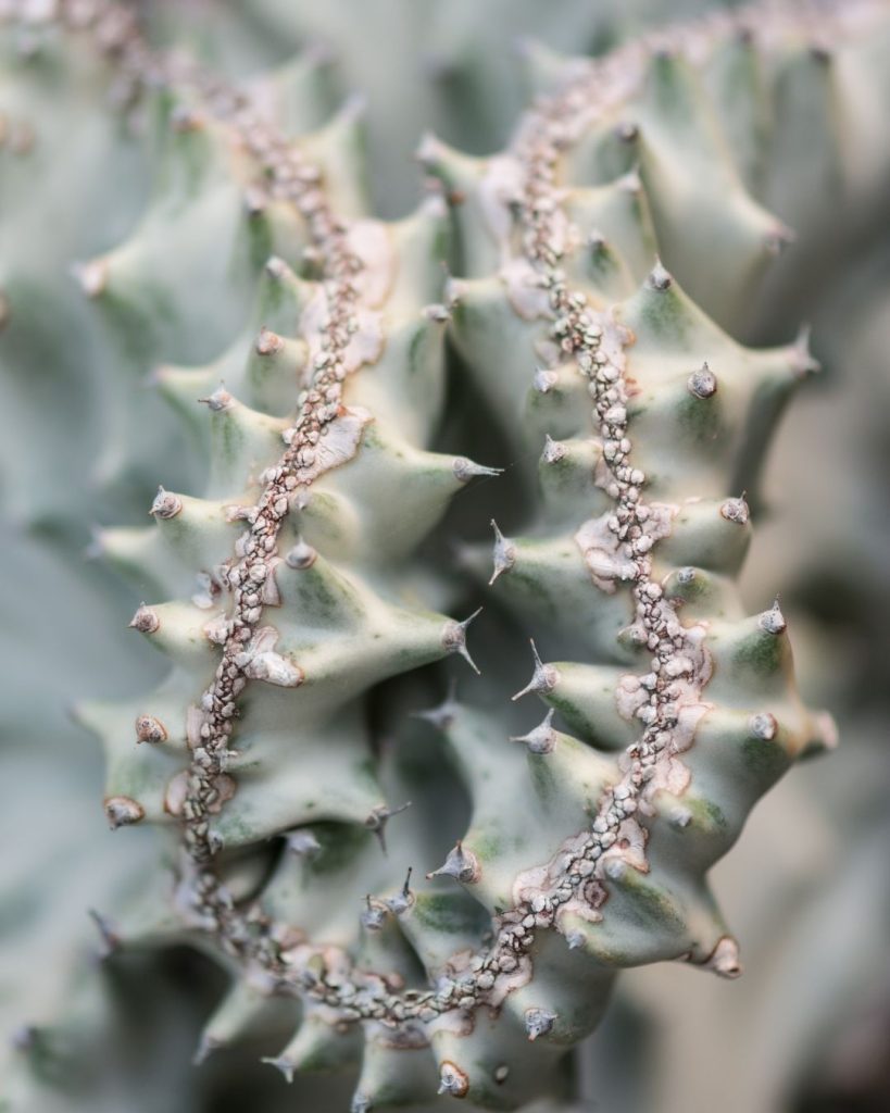 euphorbia-lactea-problemas