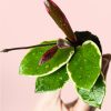 hoya-flamingo-dream-hoja
