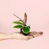 hoya-flamingo-dream-planta