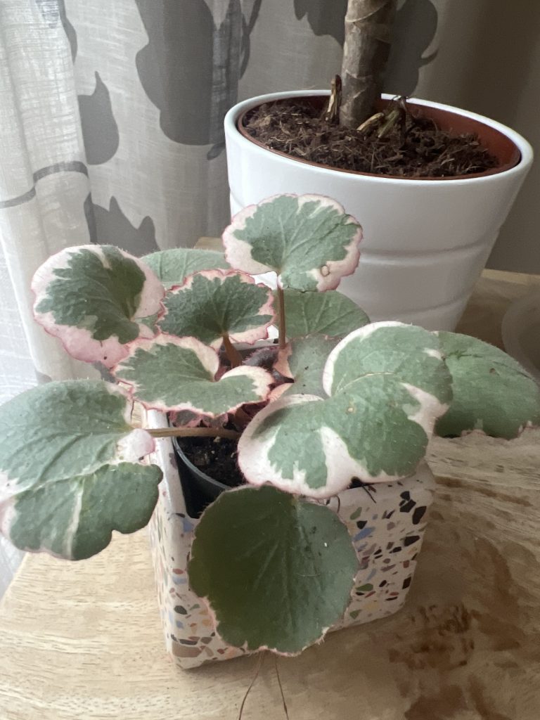 Imagen #1 de Mila Cubas