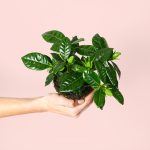jazmin-blanco