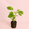kiwi Actinidia Deliciosa Jenny