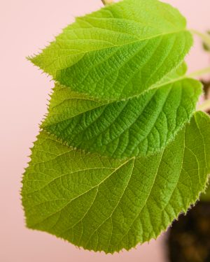 kiwi-hojas