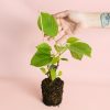 kiwi-planta
