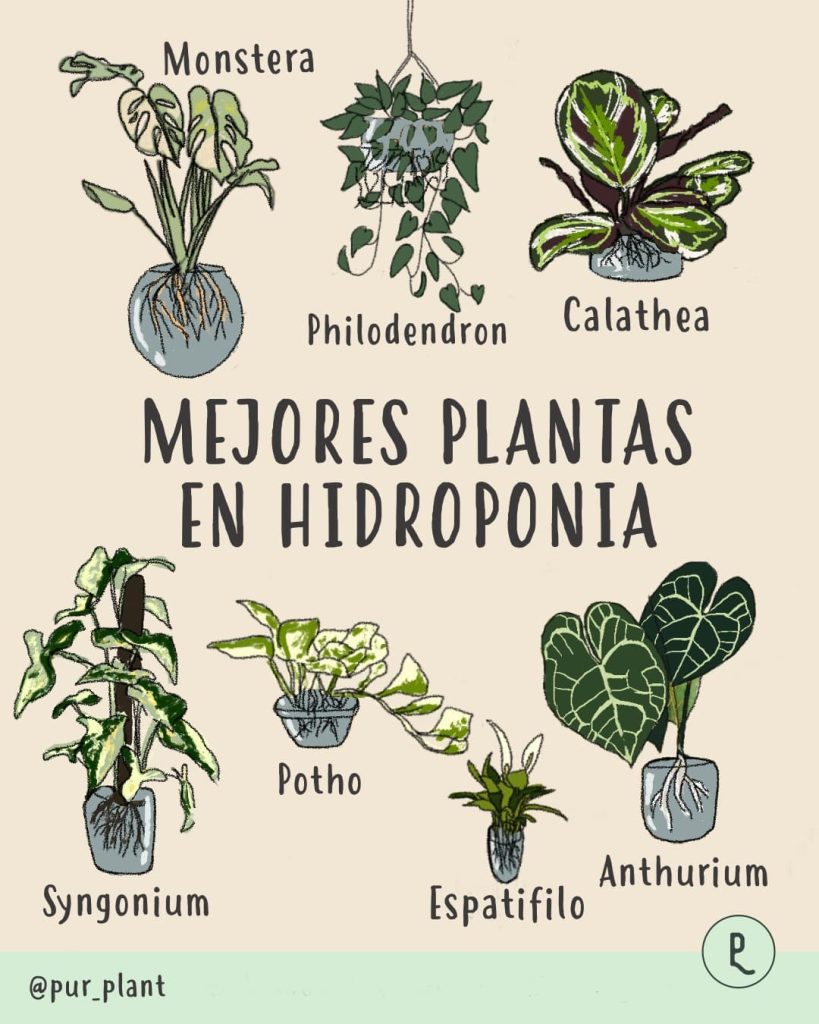 mejoresplantashidroponia