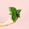mini-platanera-musa
