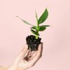 mini-platanera-musa-planta