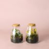 mini-terrario-fittonia-mix