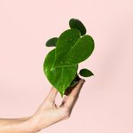 monstera-deliciosa-mini