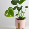 monstera deliciosa mini contexto