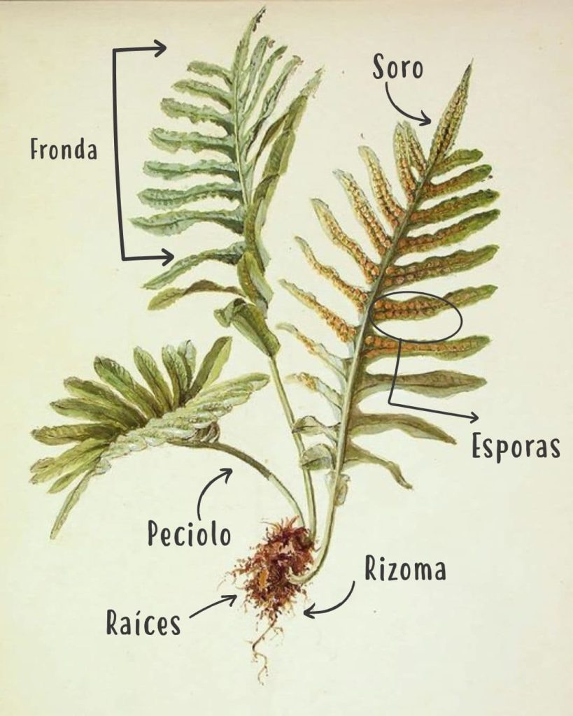 partes de un helecho ilustracion botanica