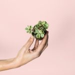 portulacaria-afra-variegata