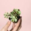 portulacaria-afra-variegata-mini