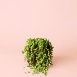 senecio-rowleyanus-m