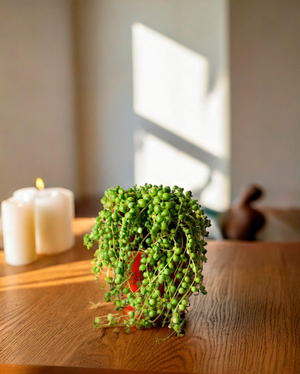 Senecio Rowleyanus M - Imagen 2