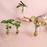 sydney-plantas-hidroponia