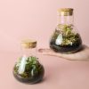terrario-mini-fittonia-mix