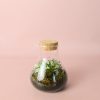 terrario-mini-fittonia-mix-blanca
