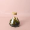 terrario-mini-fittonia-mix-rosa