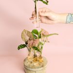 ulm-probeta-plantas-hidroponia