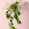Aeschinantus-Planta Pintalabios