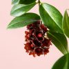 Aeschinantus-Planta Pintalabios-flor