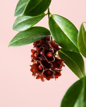 Aeschinantus-Planta Pintalabios-flor