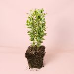 Euonymus Japonica Marieke