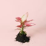 aglaonema-pink-m