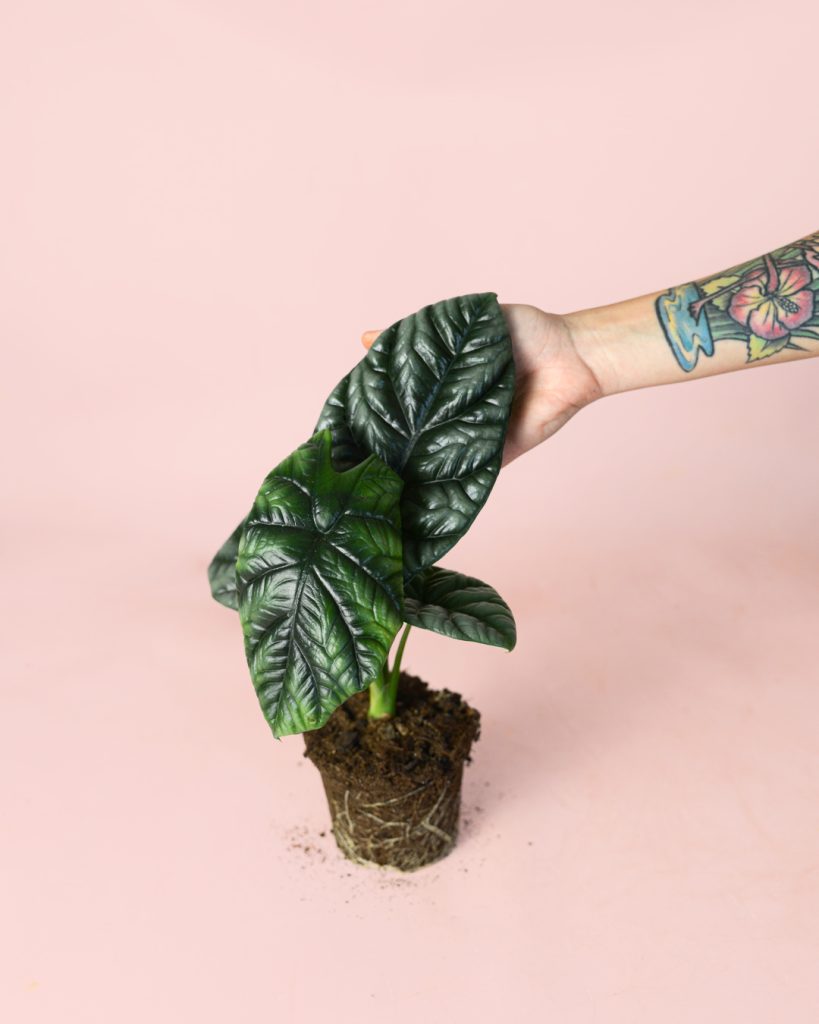 alocasia-sinuata-m-planta