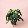 aphelandra-zebra