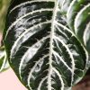 aphelandra-zebra-hoja