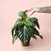 aphelandra-zebra-planta