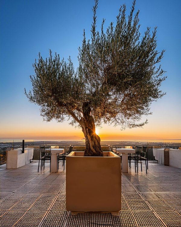 arbol-olivo-terraza-restaurante