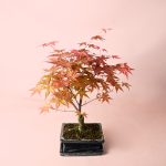 arce-bonsai
