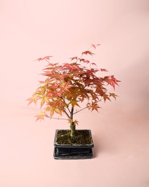 arce-bonsai