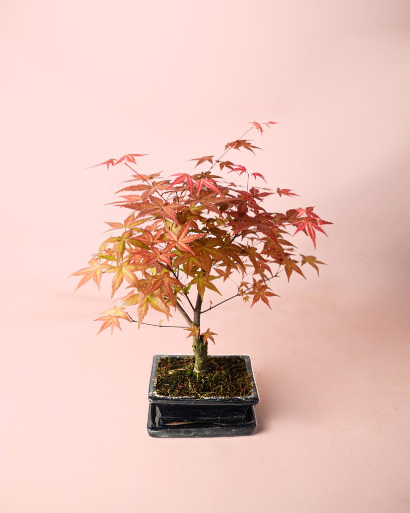 arce-bonsai