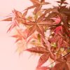 arce-bonsai-hoja