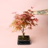 arce-bonsai-planta