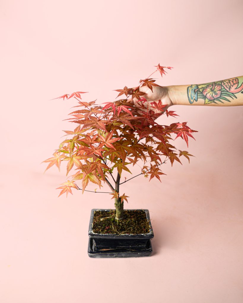 arce-bonsai-planta