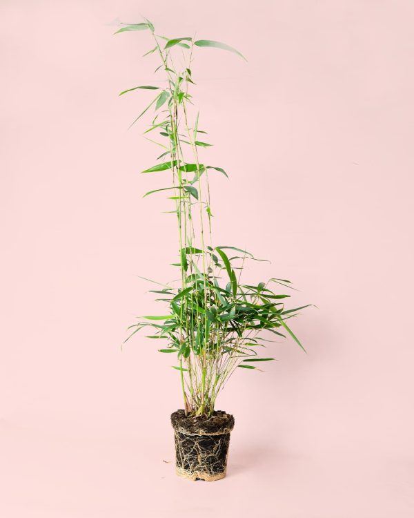 bambú planta
