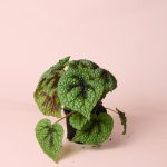 begonia-iron-cross